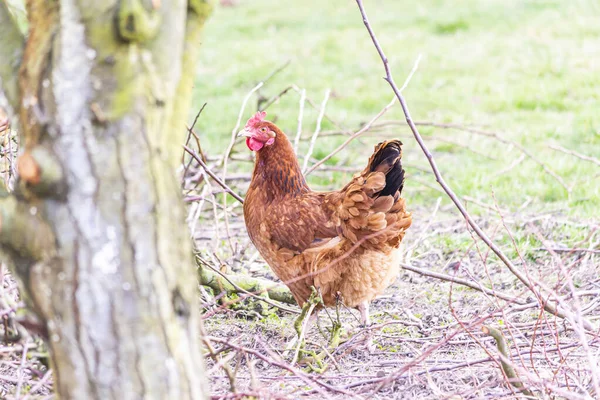 Natural Free Range Poultry Farming — Stock Photo, Image