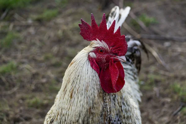 Natural Free Range Poultry Farming — Stock Photo, Image