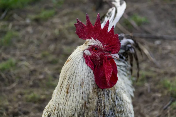 Natural Free Range Poultry Farming — Stock Photo, Image