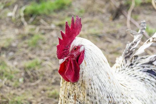 Natural free range poultry farming.