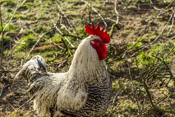 Allevamento Naturale Pollame Allevato All Aperto — Foto Stock