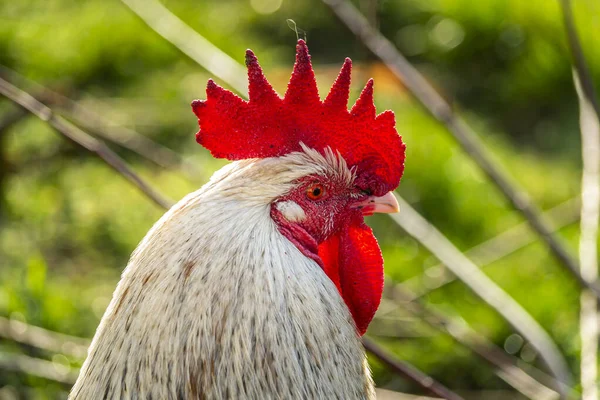 Natural Free Range Poultry Farming — Stock Photo, Image