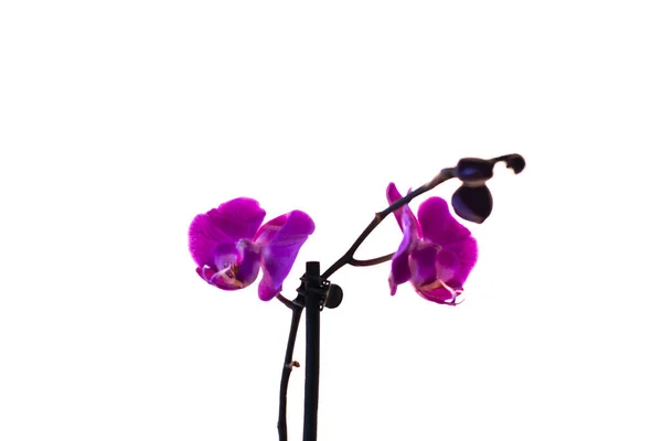 Fiore Del Orchid Uno Sfondo Sfocato Bianco — Foto Stock