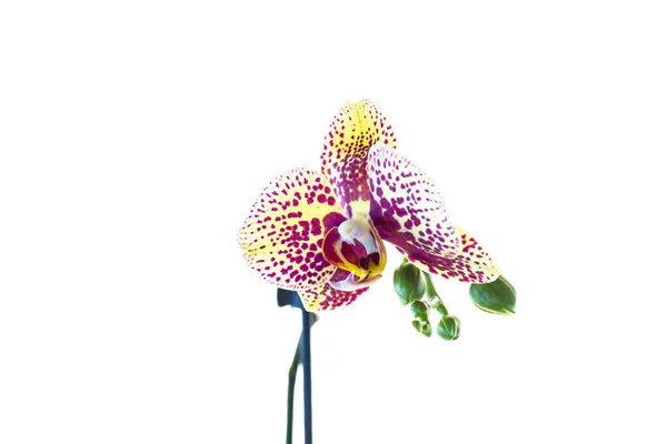 Orchidej Květ Rozmazaném Nebo Bílém Pozadí — Stock fotografie