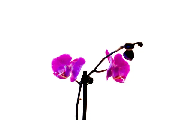 Fiore Del Orchid Uno Sfondo Sfocato Bianco — Foto Stock