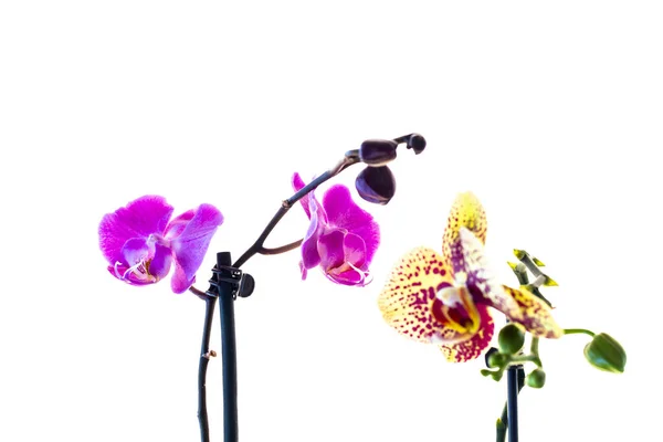 Orchidej Květ Rozmazaném Nebo Bílém Pozadí — Stock fotografie