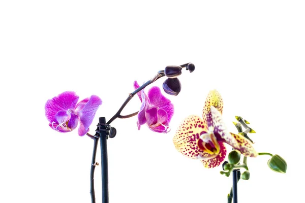 Flor Orquídea Fundo Embaçado Branco — Fotografia de Stock