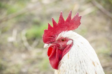 Bir Polonya çiftliğinin bahçesinde horoz ve tavuklar.
