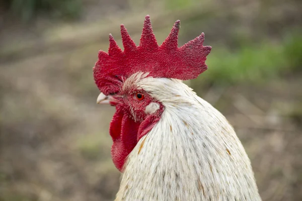 Rooster Chickens Yard Polish Farm — Stock Photo, Image