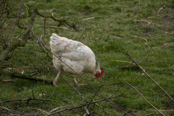 Hahn Und Hühner Hof Eines Polnischen Bauernhofes — Stockfoto