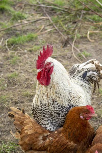 Rooster Chickens Yard Polish Farm — Stock Photo, Image