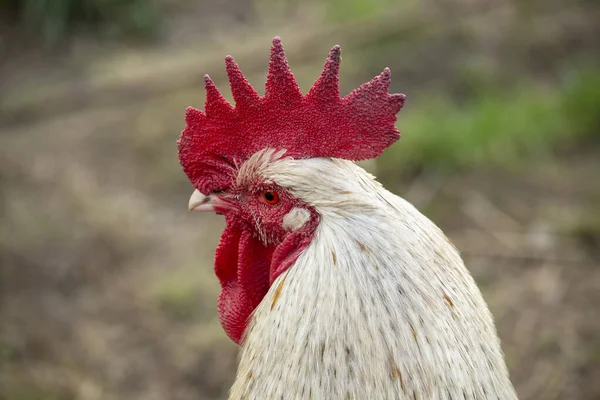 Coq Poulets Dans Cour Une Ferme Polonaise — Photo