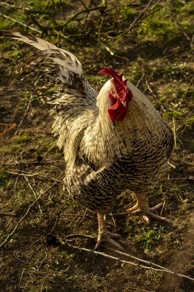 Hahn Und Hühner Hof Eines Polnischen Bauernhofes — Stockfoto