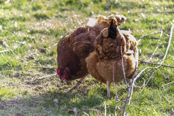 Rooster Chickens Yard Polish Farm — Stock Photo, Image