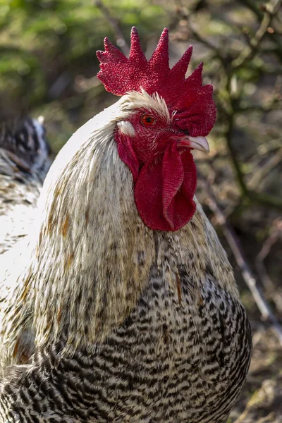 Rooster Chickens Yard Polish Farm — Stock Photo, Image