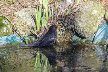 Blackbird, Ardıç kuşu familyasından orta büyüklükte bir göçmen kuş türü..