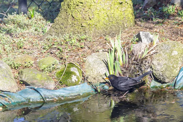 Blackbird, Common Blackbird - a species of medium-sized migratory bird of the thrush family.