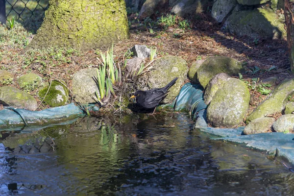 Amsel Amsel Eine Mittelgroße Zugvogelart Aus Der Familie Der Drosseln — Stockfoto