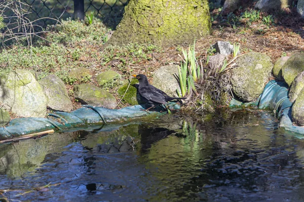 Amsel Amsel Eine Mittelgroße Zugvogelart Aus Der Familie Der Drosseln — Stockfoto