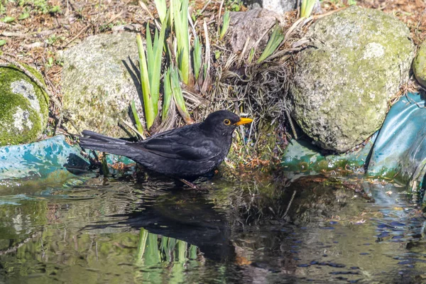 Blackbird, Common Blackbird - a species of medium-sized migratory bird of the thrush family.