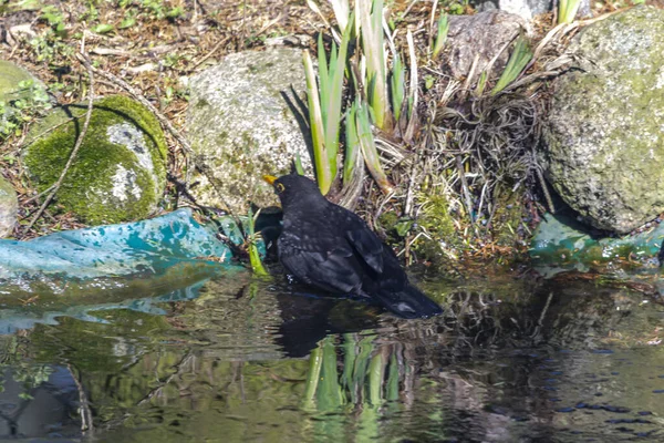 Blackbird Common Blackbird Вид Перелетной Птицы Среднего Размера Семейства Дроздов — стоковое фото