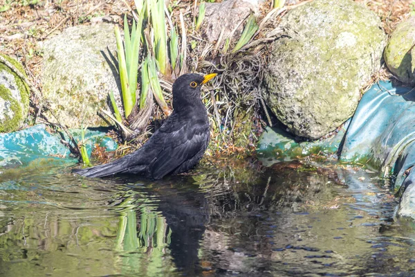 Blackbird, Common Blackbird - a species of medium-sized migratory bird of the thrush family.