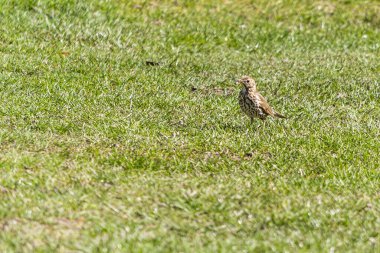 Ardıç kuşu şarkıcısı, şarkıcı. Avrasya 'da yaşayan, ardıç kuşu familyasından orta boylu bir kuş türü..