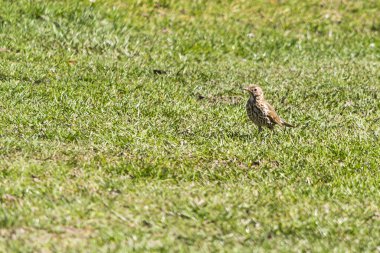 Ardıç kuşu şarkıcısı, şarkıcı. Avrasya 'da yaşayan, ardıç kuşu familyasından orta boylu bir kuş türü..