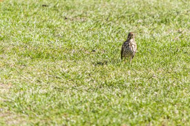 Ardıç kuşu şarkıcısı, şarkıcı. Avrasya 'da yaşayan, ardıç kuşu familyasından orta boylu bir kuş türü..