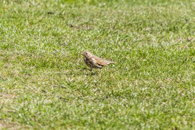 Ardıç kuşu şarkıcısı, şarkıcı. Avrasya 'da yaşayan, ardıç kuşu familyasından orta boylu bir kuş türü..