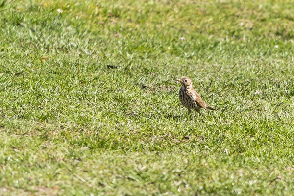 Thrush Singer Singer Species Medium Sized Bird Thrush Family Inhabiting — Stock Photo, Image