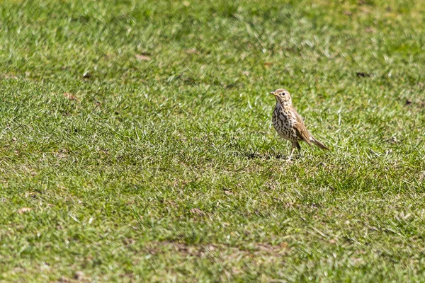 Thrush Zanger Zanger Een Soort Van Middelgrote Vogel Uit Familie — Stockfoto