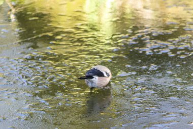 Boğa ispinozu, popüler, renkli kuş Polonya 'da bulundu.