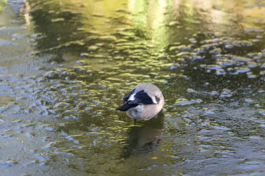 Boğa ispinozu, popüler, renkli kuş Polonya 'da bulundu.