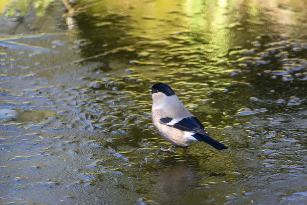 Bullfinch Bulfinch Вид Маленьких Птахів Родини Псоріасіс — стокове фото