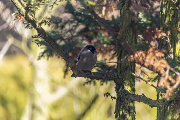 Bullfinch Populární Barevný Pták Nalezen Polsku — Stock fotografie