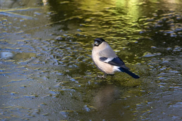 Bullfinch Ave Popular Colorida Que Encuentra Polonia —  Fotos de Stock