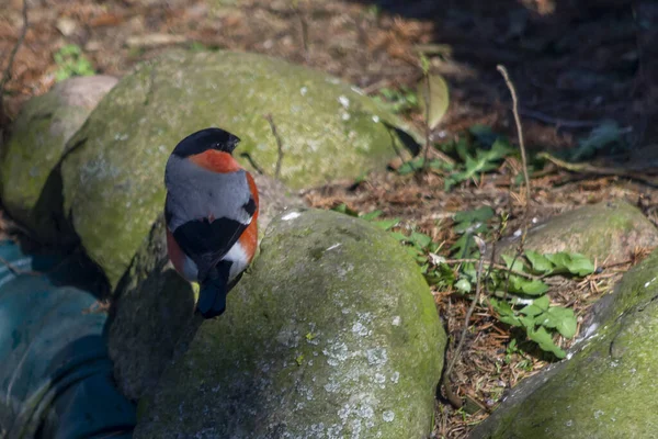 Bullfinch Популярная Красочная Птица Найдена Польше — стоковое фото