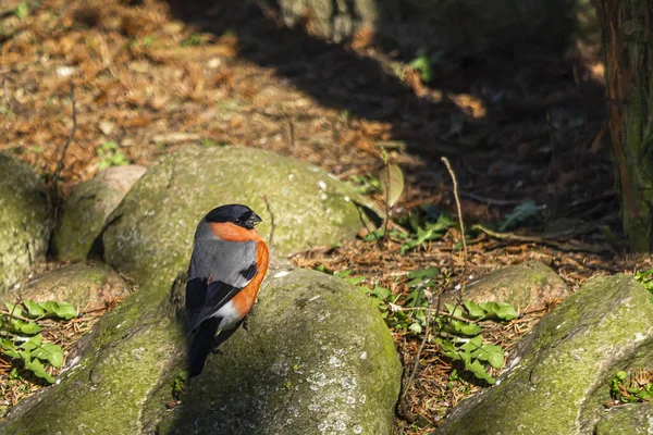 Bullfinch Популярная Красочная Птица Найдена Польше — стоковое фото