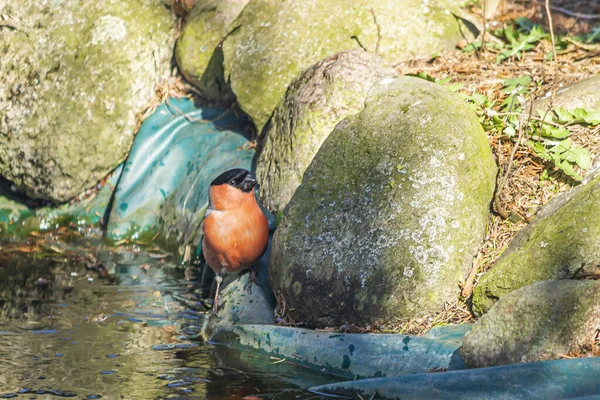 ブルフィンチ ブルフィンチ 乾癬ファミリーの小さな鳥の種 — ストック写真