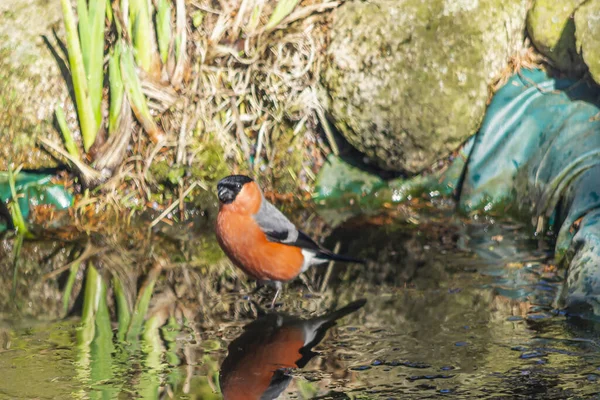 ブルフィンチ ブルフィンチ 乾癬ファミリーの小さな鳥の種 — ストック写真