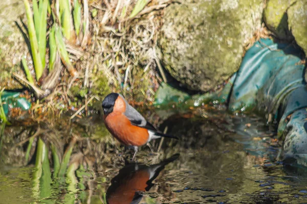 ブルフィンチ ブルフィンチ 乾癬ファミリーの小さな鳥の種 — ストック写真