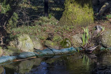 Hawfinch, Hawfinch, pigme yiyici, Avrasya şahin otu. Sedef familyasından küçük bir kuş türü. Coccothraustes türünün tek temsilcisi..