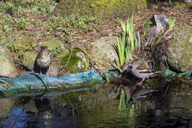 Hawfinch, Hawfinch, pigme yiyici, Avrasya şahin otu. Sedef familyasından küçük bir kuş türü. Coccothraustes türünün tek temsilcisi..