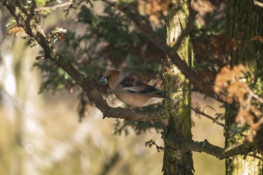 Hawfinch, Hawfinch, pigme yiyici, Avrasya şahin otu. Sedef familyasından küçük bir kuş türü. Coccothraustes türünün tek temsilcisi..