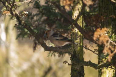 Hawfinch, Hawfinch, pigme yiyici, Avrasya şahin otu. Sedef familyasından küçük bir kuş türü. Coccothraustes türünün tek temsilcisi..