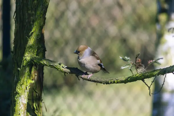 Hawfinch Hawfinch Pygmy Eater Eurasian Hawkweed Una Especie Ave Pequeña — Foto de Stock