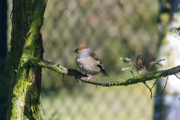 Hawfinch Hawfinch Pygmy Eater Eurasian Hawkweed Une Espèce Petit Oiseau — Photo