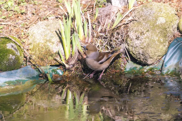 Hawfinch Hawfinch Pygmy Eater Eurasian Hawkweed Вид Мелкой Птицы Семейства — стоковое фото