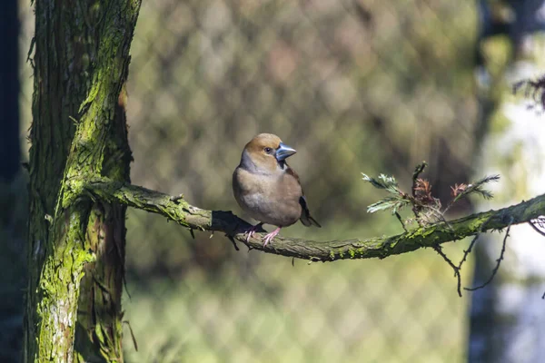 Hawfinch Hawfinch Pigmy Eater Eurazjatyckie Jastrzębie Gatunek Małego Ptaka Rodziny — Zdjęcie stockowe